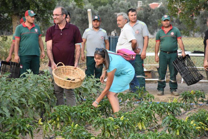 Muğla'da hasat şenliği yapıldı G3