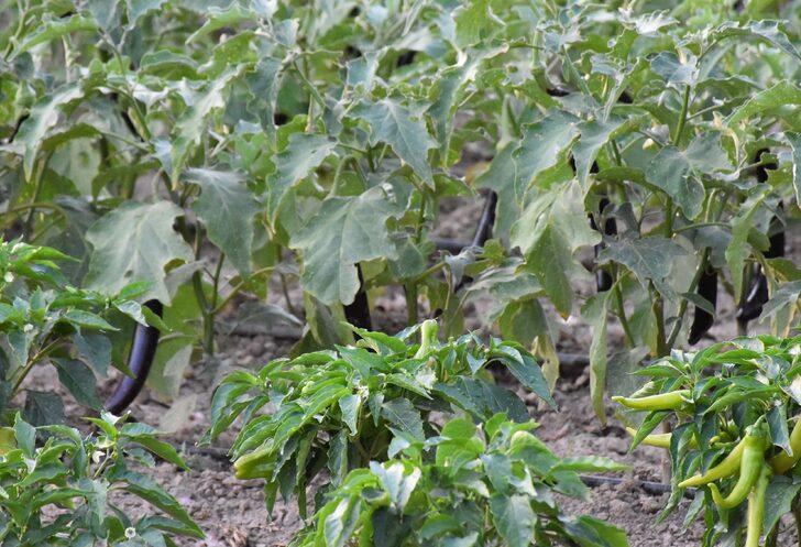 Muğla'da hasat şenliği yapıldı G5