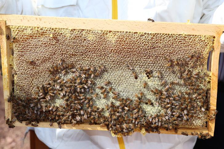 Bal hasadının başladığı Sivas'ta 7 bin ton rekolte bekleniyor G3