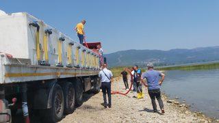 Bursa'daki göl ve göletlere 2,5 milyon sazan yavrusu bırakıldı