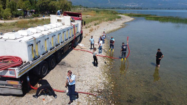 Bursa'daki göl ve göletlere 2,5 milyon sazan yavrusu bırakıldı G4