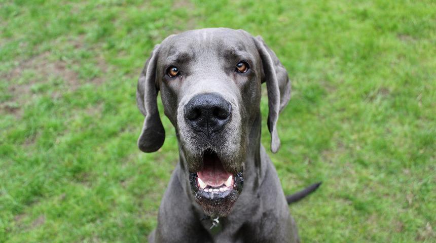 Korkunç saldırı! Beşi bir olup sahiplerini öldürdüler