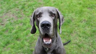 Korkunç saldırı! Beşi bir olup sahiplerini öldürdüler