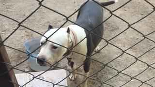 Konya'da pitbull besleyen kişiye 14 bin 982 lira para cezası verildi