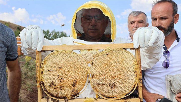 Bal hasadının başladığı Sivas'ta 7 bin ton rekolte bekleniyor
