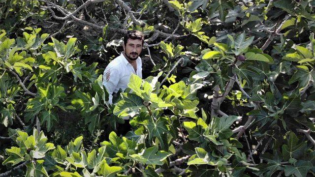 Sadece Türkiye'de yetişiyor! Kraliyet ailesi peşinde... Yurt dışında tanesi 20 lira 
