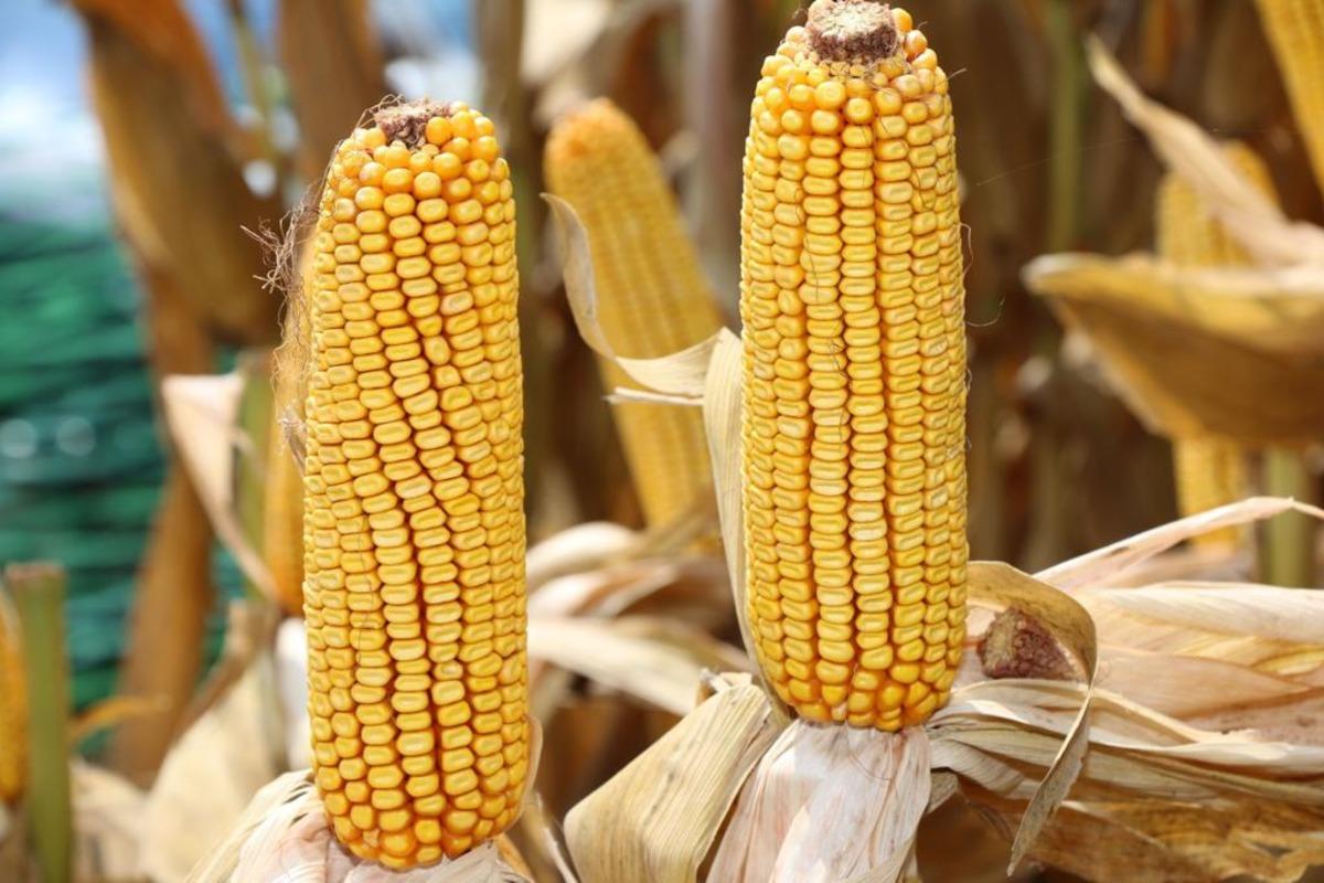 Adana'da mısır hasadı başladı