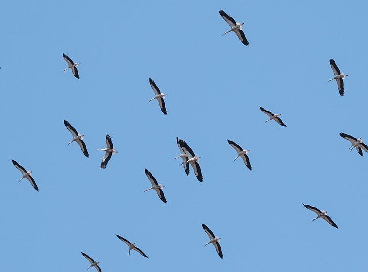 Güneye göçen leylekler İstanbul semalarında G1