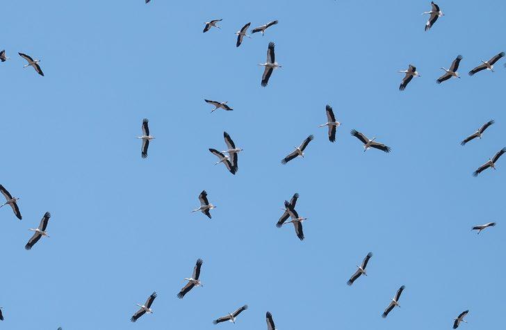 Güneye göçen leylekler İstanbul semalarında G2