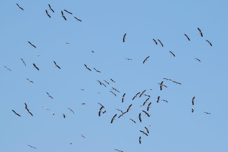 Güneye göçen leylekler İstanbul semalarında G3