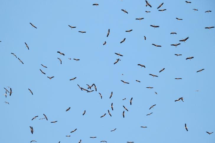 Güneye göçen leylekler İstanbul semalarında G4
