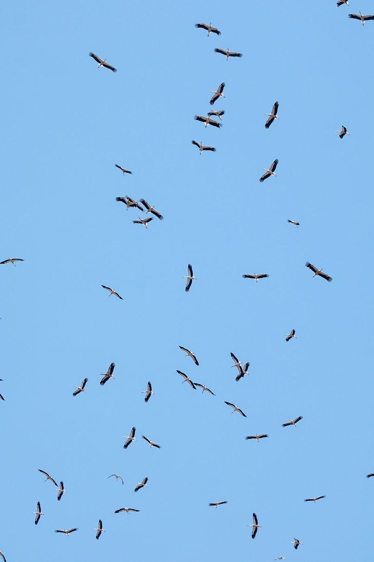 Güneye göçen leylekler İstanbul semalarında G5
