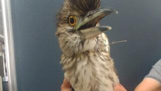 Kayseri'de yaralı bulunan gece balıkçılı tedaviye alındı