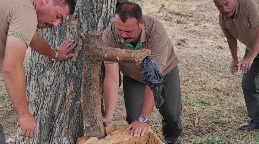 Yaban hayvanları, yalak ve oluğu ağaçtan yapılan çeşmeden su içecek