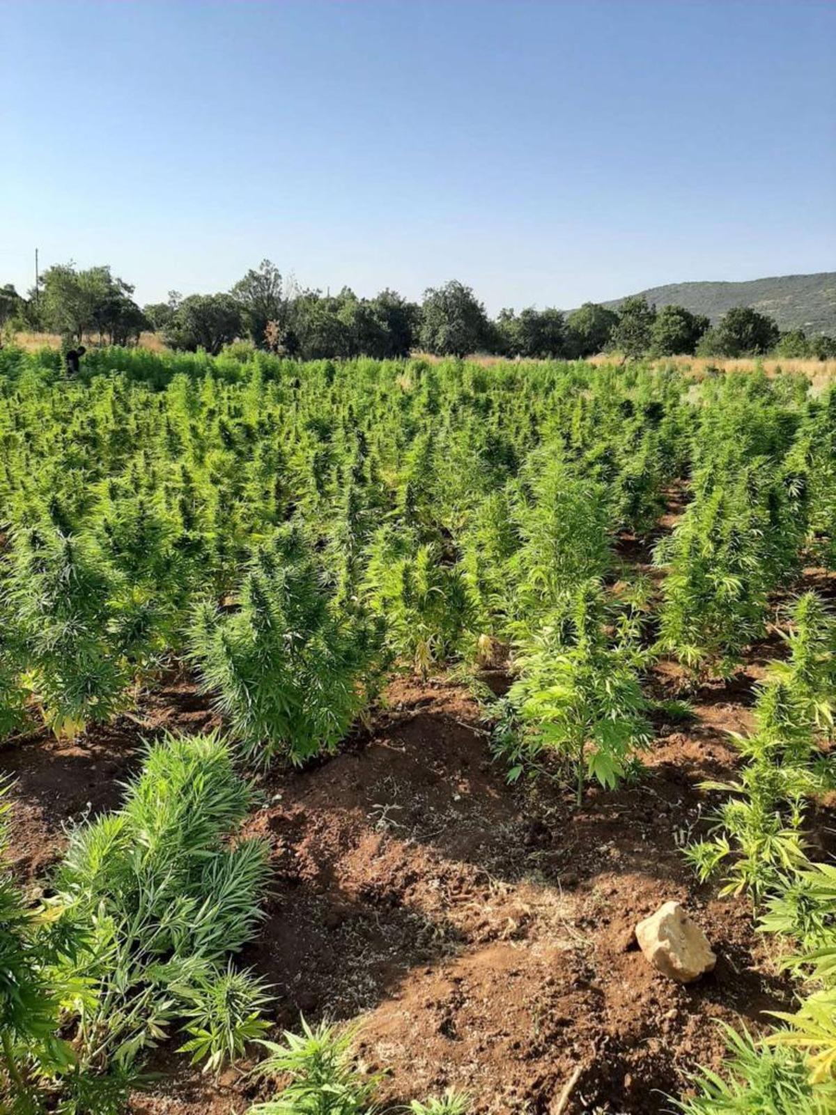 Diyarbakır'daki narko ter&ouml;r operasyonunda kenevir ve skunk ele ge&ccedil;irildi