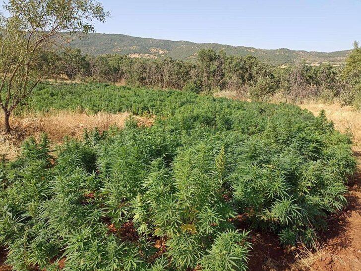 Diyarbakır'daki narko terör operasyonunda kenevir ve skunk ele geçirildi G2