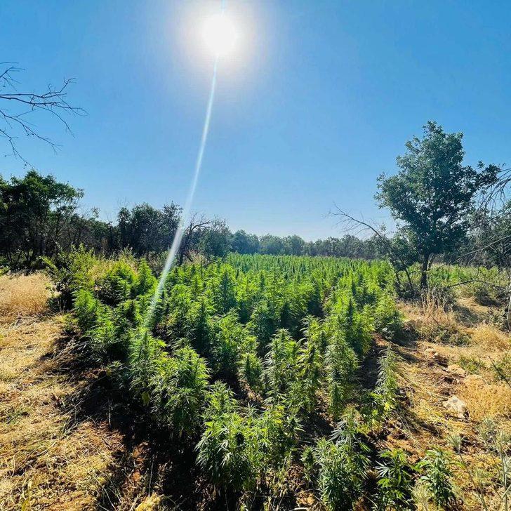 Diyarbakır'daki narko terör operasyonunda kenevir ve skunk ele geçirildi G3