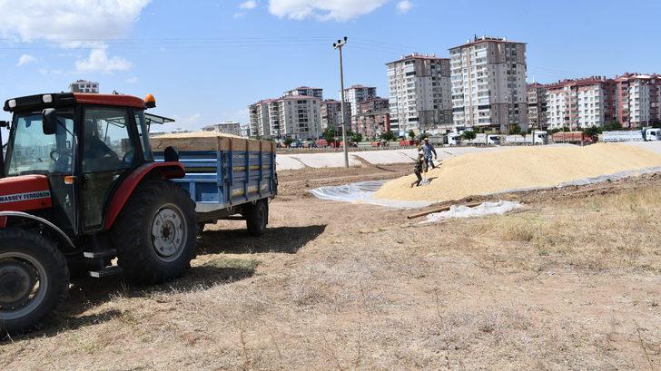 Buğday rekoltesinin arttığı Sivas'ta belediye arazisi TMO'nun kullanımına açıldı G2