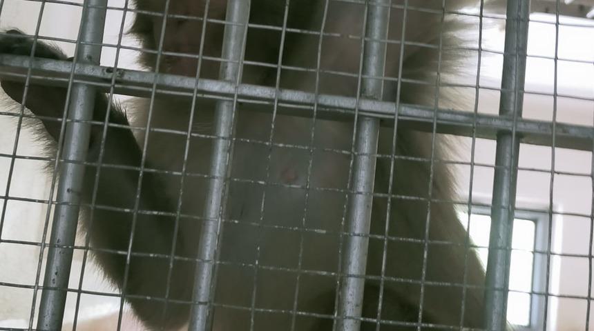 İzmir'de maymun tarafından ısırılan çocuk hastaneye kaldırıldı