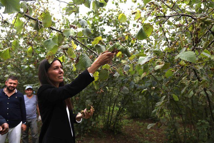 AK Partili Karaaslan, Samsun'da fındık üreticileriyle buluştu: G1