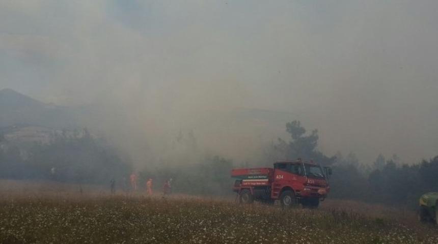 Osmaneli’de orman yangını