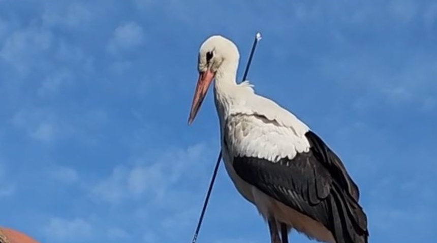 Leyleği boynundan okla vurdular!  'T&uuml;rkiye'de vurulma ihtimali y&uuml;ksek'