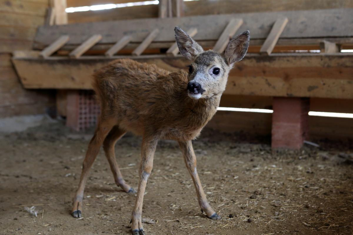 &Ccedil;orum'da bulunan karaca yavrusu doğal hayata hazırlanıyor