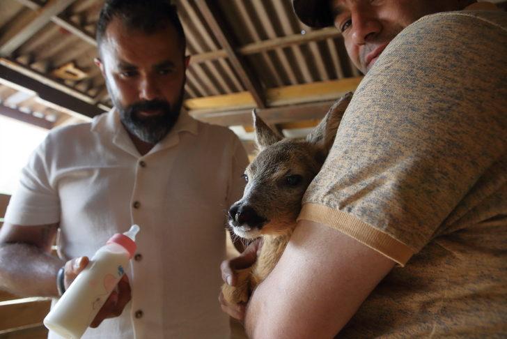 Çorum'da bulunan karaca yavrusu doğal hayata hazırlanıyor G2