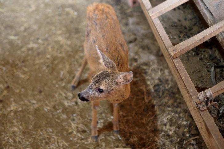 Çorum'da bulunan karaca yavrusu doğal hayata hazırlanıyor G3