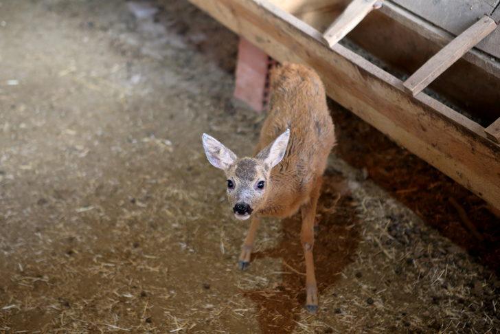 Çorum'da bulunan karaca yavrusu doğal hayata hazırlanıyor G4
