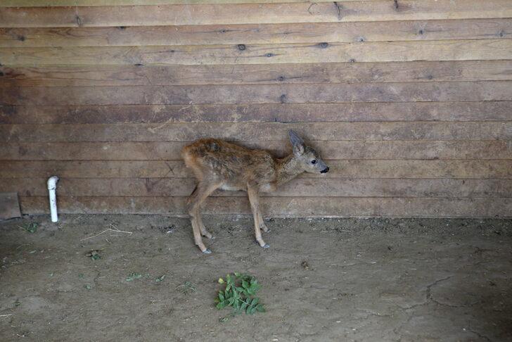 Çorum'da bulunan karaca yavrusu doğal hayata hazırlanıyor G5