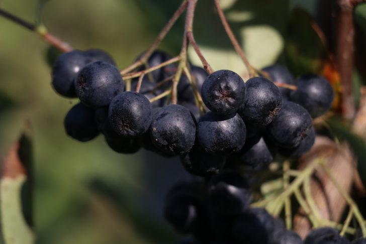 Tescilli "Yalova aronyası"nda 35 ton rekolte bekleniyor G1