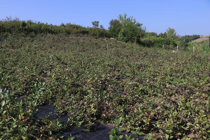 Tescilli "Yalova aronyası"nda 35 ton rekolte bekleniyor G2