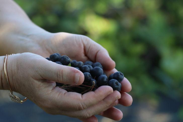 Tescilli "Yalova aronyası"nda 35 ton rekolte bekleniyor G3