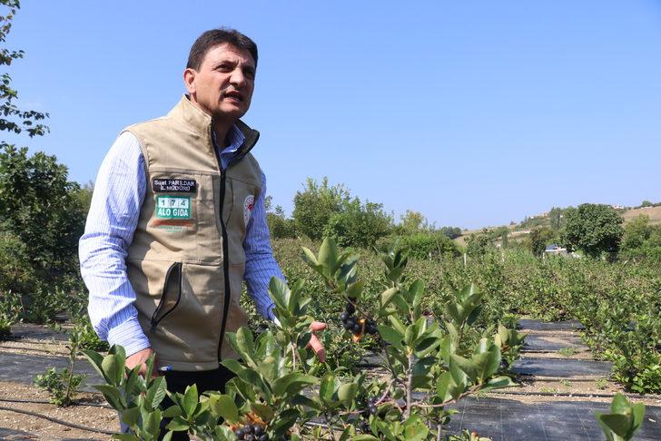 Tescilli "Yalova aronyası"nda 35 ton rekolte bekleniyor G4