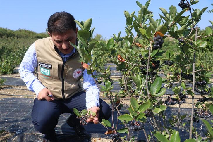 Tescilli "Yalova aronyası"nda 35 ton rekolte bekleniyor G5