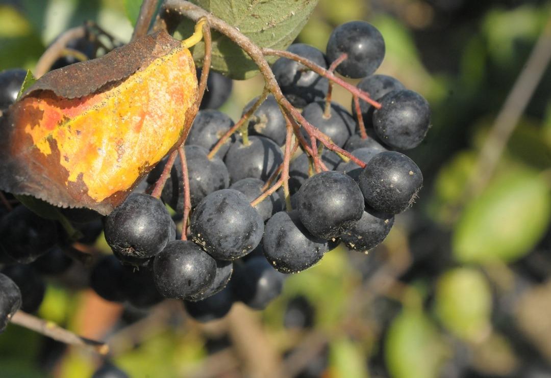 Kilosu 120 lira! 'S&uuml;per meyve' tezgaha gitmek i&ccedil;in g&uuml;n sayıyor