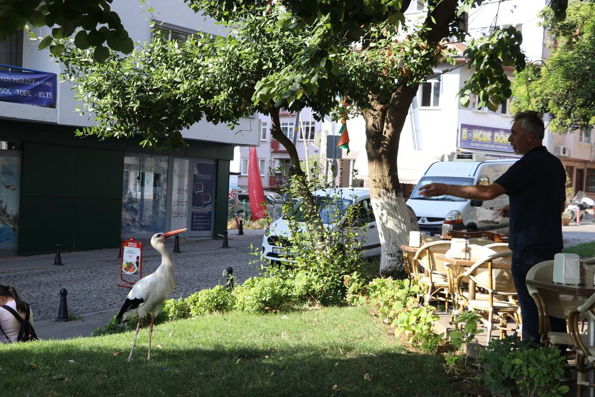 Tekirdağ'a d&ouml;nen "Yaşar" isimli leylek kent sakinlerini sevindirdi