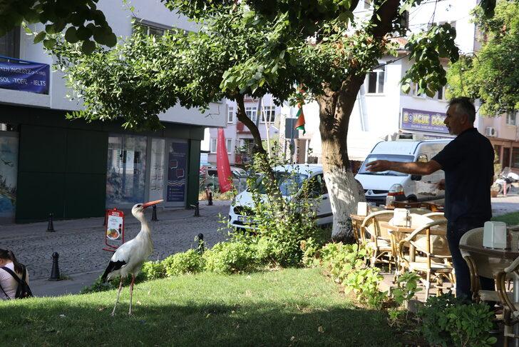 Tekirdağ'a dönen "Yaşar" isimli leylek kent sakinlerini sevindirdi G1