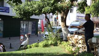 Tekirdağ'a dönen Yaşar isimli leylek kent sakinlerini sevindirdi
