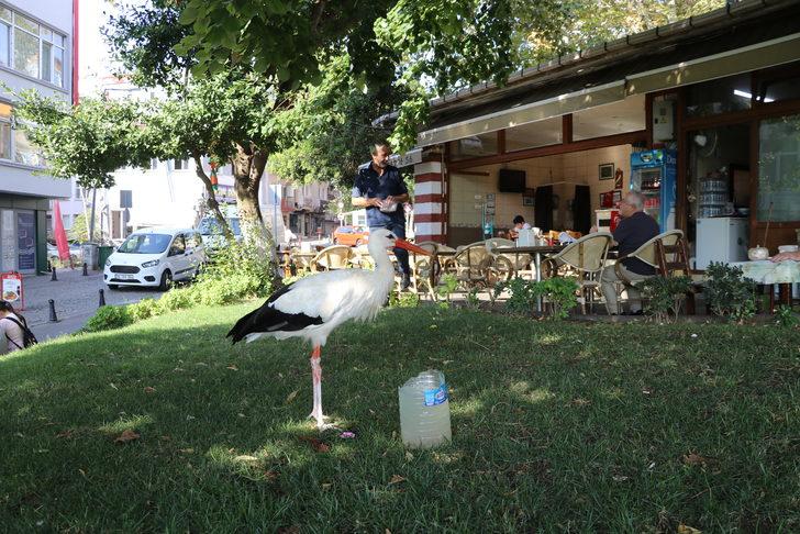 Tekirdağ'a dönen "Yaşar" isimli leylek kent sakinlerini sevindirdi G2