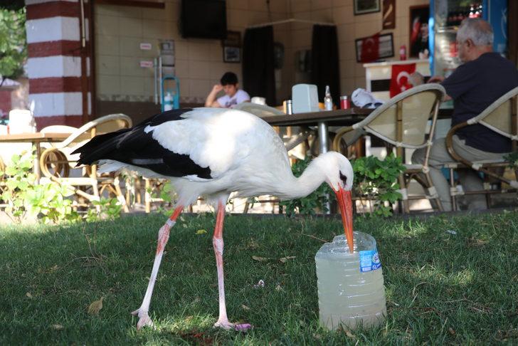 Tekirdağ'a dönen "Yaşar" isimli leylek kent sakinlerini sevindirdi G3