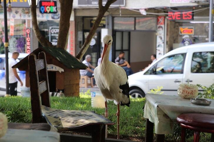 Tekirdağ'a dönen "Yaşar" isimli leylek kent sakinlerini sevindirdi G4