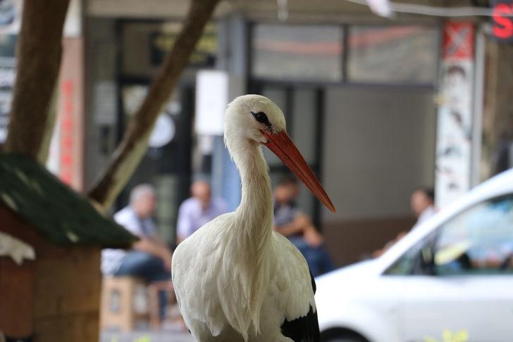 Tekirdağ'a dönen "Yaşar" isimli leylek kent sakinlerini sevindirdi G5
