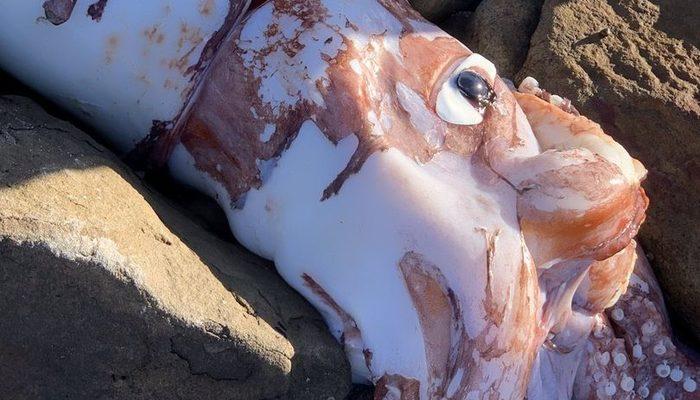 Gözleri yemek tabağı büyüklüğündeki kalamar kıyıya vurdu! Görenler şaşkınlığını gizleyemedi