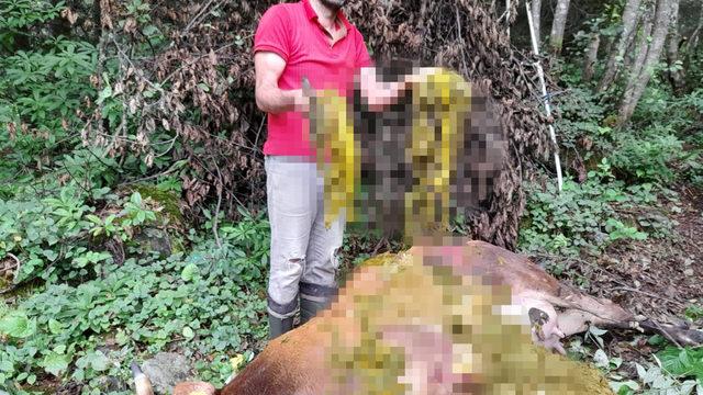 Ölen ineğin midesinden plastik poşetler çıktı! İsyan etti: Bu ölen ikinci inek