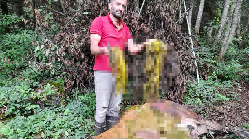 Ölen ineğin midesinden plastik poşetler çıktı! İsyan etti: Bu ölen ikinci inek