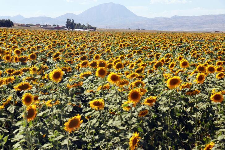 Ağrı'da yağışlarla tarım ürünlerinde verim artışı yaşanıyor G3