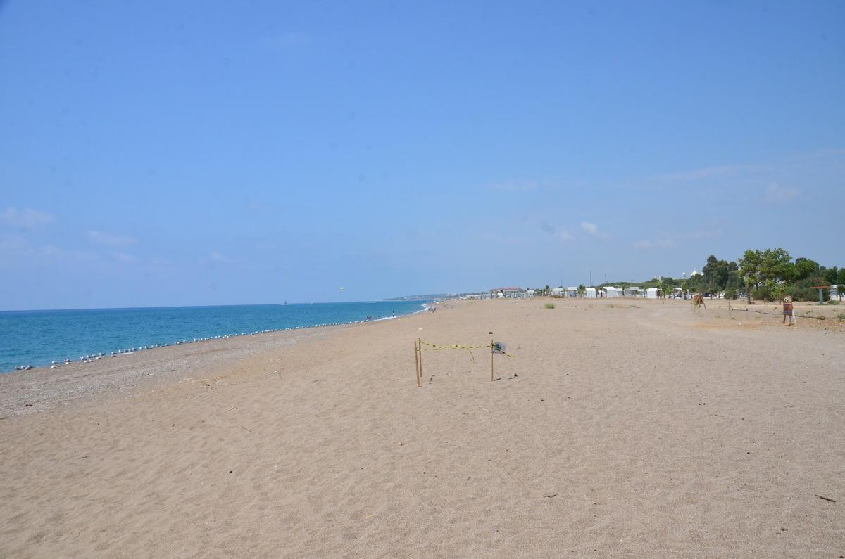 Antalya'da deniz yerine caddeye y&ouml;nelen caretta carettalar telef oldu