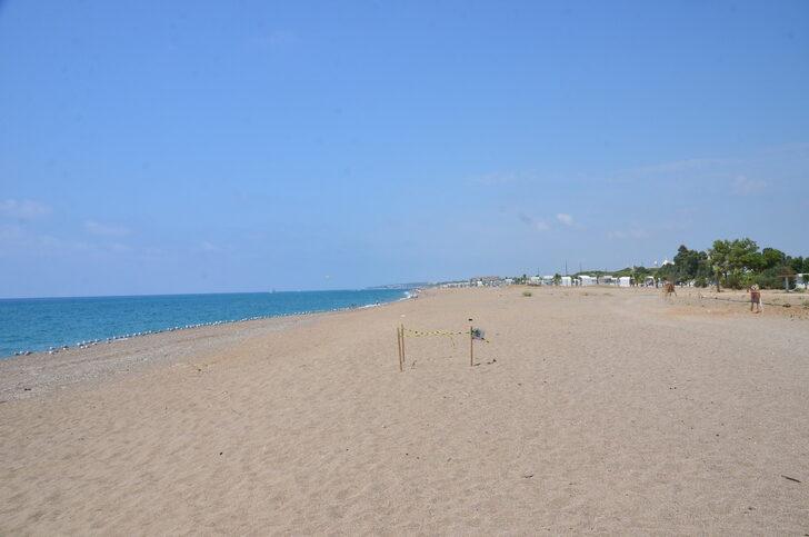 Antalya'da deniz yerine caddeye yönelen caretta carettalar telef oldu G1